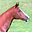 Horses World Screensaver icon